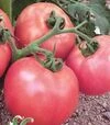 Насіння томату Пінк Парадайз F1, п.о. 100 насінин (Sakata) - 2