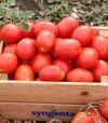 Насіння томату Брікстон F1, п.о. 2,5 тис. насінин (Syngenta) - 1