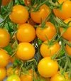 Насіння томату Стар Голд F1, п.о. 50 насінин (Esasem) - 2