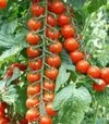 Насіння томату Порпора F1, п.о. 50 насінин (Esasem) - 1