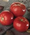 Насіння томату Белла Роса F1, п.о. 500 насінин (Sakata) - 1