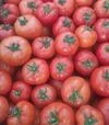 Насіння томату Белла Роса F1, п.о. 500 насінин (Sakata) - 3