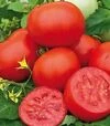 Насіння томату Амапола F1, п.о. 500 насінин (Sakata) - 2