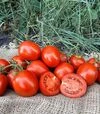 Семена томата Джессика F1, п.е. 500 семян (Sakata) - 4