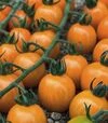 Насіння томату Оранбелло F1, п.о. 500 насінин (Esasem) - 1