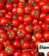 Насіння томату Ріанна F1, п.о. 500 насінин (Sakata) - 2