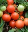 Насіння томату Педро F1, п.о. 500 насінин (Moravoseed) - 2