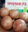 Семена репчатого лука Триумф F1, п.е. 250 тыс. семян (Moravoseed) - 2