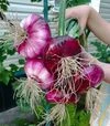 Семена репчатого лука Ялтинская, 50 г (Breeding Seeds) - 3