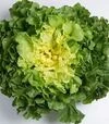 Насіння салату Парманс, п.о. 5 тис. насінин (Enza Zaden) - 2