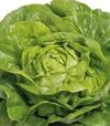 Семена салата Аналотта, п.е. 5 тыс. семян (Enza Zaden) - 3