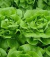 Насіння салату Ферлі, п.о. 1 тис. насінин (Vitalis) - 3