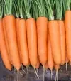 Насіння моркви Елеганза F1, п.о. 100 тис. насінин (Nunhems) - 1