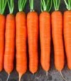Семена моркови Колтан F1, п.е. 100 тыс. семян (Nunhems) - 2