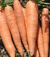 Насіння моркви Лагуна F1, п.о. 100 тис. насінин (Nunhems) - 3