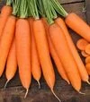Семена моркови Сиркана F1, п.е. 100 тыс. семян (Nunhems) - 1