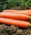 Насіння моркви Каданс F1, п.о. 100 тис. насінин (Nunhems) - 2