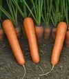 Насіння моркви Дейлянс F1, п.о. 100 тис. насінин (Nunhems) - 2