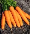 Семена моркови PL 312 F1, п.е. 250 тыс. семян (Bakker Brothers) - 1