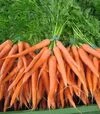 Насіння моркви Наполі F1, п.о. 500 тис. насінин, 1,6-1,8 калібр (Bejo) - 2