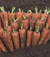 Насіння моркви Кентон F1, п.о. 100 тис. насінин, 2,2-2,4 калібр (Bejo) - 2