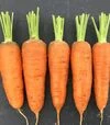 Семена моркови Керри F1, п.е. 100 тыс. семян (Innova Seeds) - 1