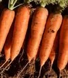 Семена моркови Керри F1, п.е. 100 тыс. семян (Innova Seeds) - 2