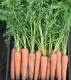 Семена моркови Берлин F1, п.е. 500 тыс. семян (Bejo) - 2