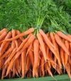 Семена моркови Наполи F1, п.е. 100 тыс. семян (Bejo) - 1