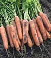 Семена моркови Натуна F1, п.е. 100 тыс. семян (Bejo) - 1