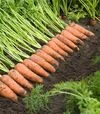Семена моркови Каскад F1, п.е. 100 тыс. семян, 1,4-1,6 калибр (Bejo) - 2