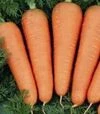 Семена моркови Каскад F1, п.е. 100 тыс. семян, 1,4-1,6 калибр (Bejo) - 3