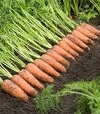 Семена моркови Каскад F1, п.е. 100 тыс. семян, 2,0-2,2 калибра (Bejo) - 2