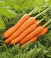 Семена моркови Лагуна F1, п.е. 100 тыс. семян, 1,8-2,0 калибр (Nunhems) - 1