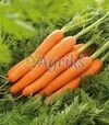 Семена моркови Лагуна F1, п.е. 25 тыс. семян, 1,6-1,8 калибр (Nunhems) - 1