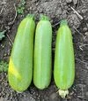 Семена кабачка Киви F1, п.е. 500 семян (Sakata) - 4