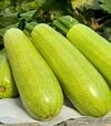 Насіння кабачка Інеса F1, п.о. 500 насінин (Enza Zaden) - 1