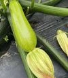 Насіння кабачка Інеса F1, п.о. 500 насінин (Enza Zaden) - 3