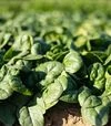 Насіння шпинату Траверс F1, п.о. 25 тис. насінин (Enza Zaden) - 2