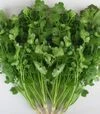 Семена кинзы Лонг Стендинг, 1 кг (Semo) - 1