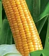 Кукуруза ЛГ30267, п.е. 50 тыс. семян (LG) - 2