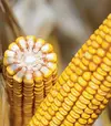 Кукурудза Адевей, п.о. 50 тис. насінин (LG) - 2