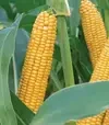 Кукуруза ЛГ31377, п.е. 50 тыс. семян (LG) - 2