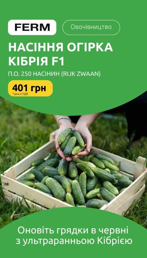 Насіння огірка Кібрія F1, п.о. 250 насінин (Rijk Zwaan)