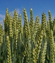 Пшениця озима КВС Сфера, п.о. 1 000 тис. насінин (KWS)