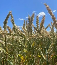 Озимая пшеница КВС Донован, п.о. 1 000 тыс. семян (KWS)