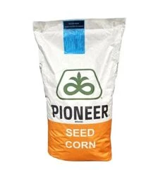 Кукуруза P7818 (Pioneer)