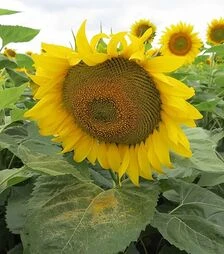 Соняшник Тернер Імі п.о. 150 тис. насінин (ТК Арт-Агро)