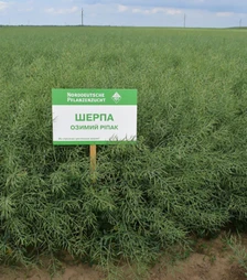 Ріпак озимий Шерпа, п.о. 1 500 тис. насінин (Lembke)