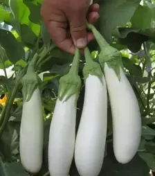 Насіння баклажану Мобі Дік F1, п.о. 250 насінин (Libra Seeds)